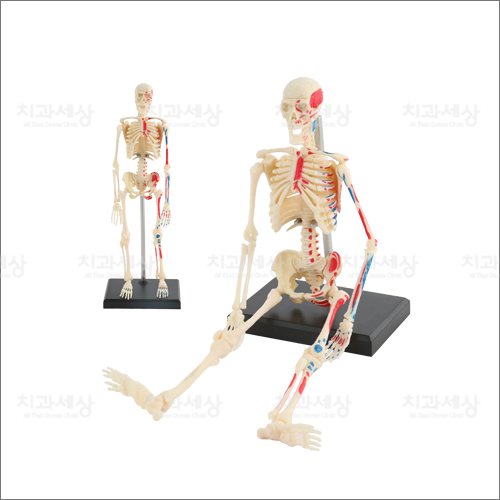 미니 인체뼈구조인체골격모형/인체뼈/해부모형/인체모형/인체관절/어린이선물/과학교육